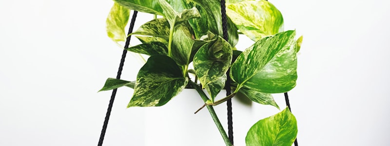 欧洲五大联赛积分榜形势分析图 - 展示各联赛争冠与保级激烈局势